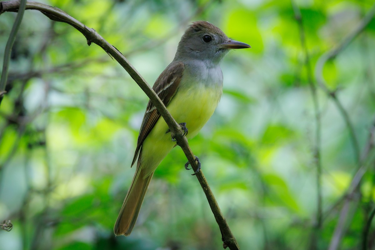 Great Crested Flycatcher - ML618378175