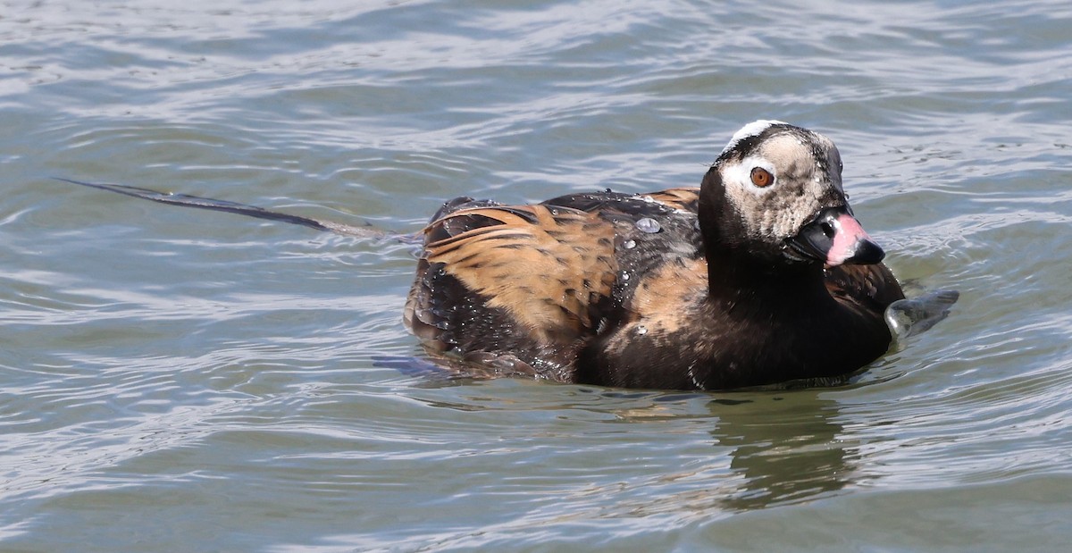 Long-tailed Duck - ML618378210