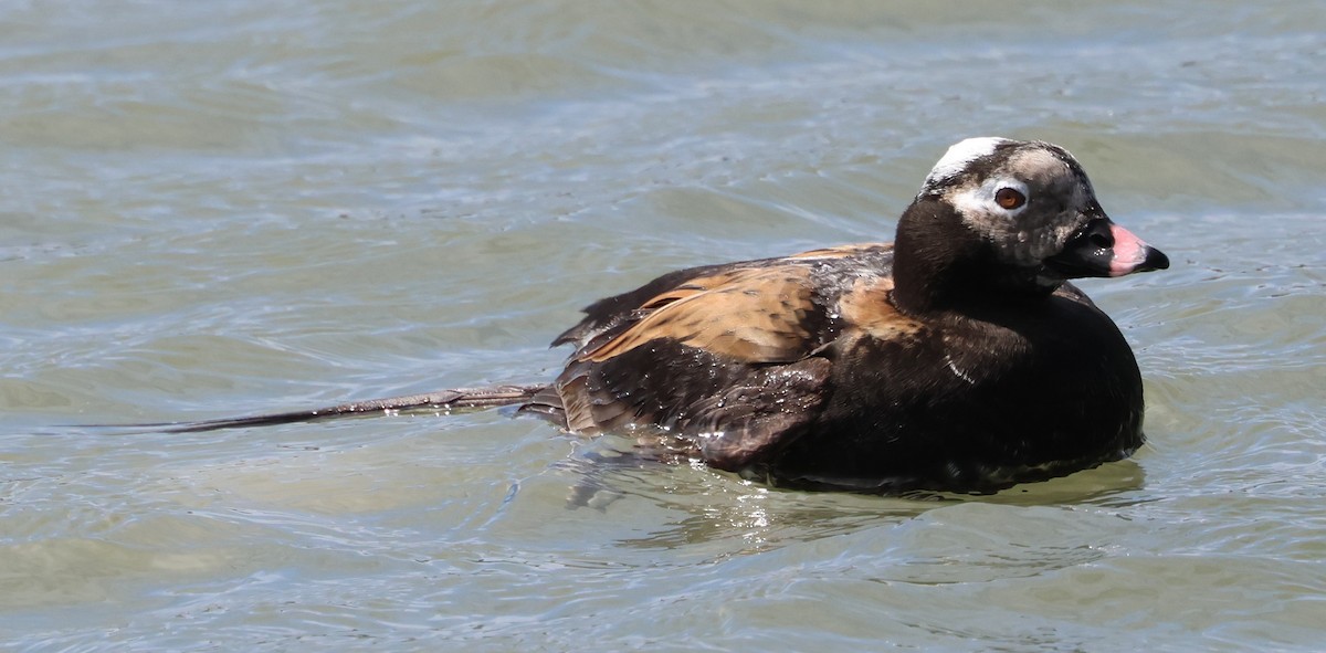Long-tailed Duck - ML618378211