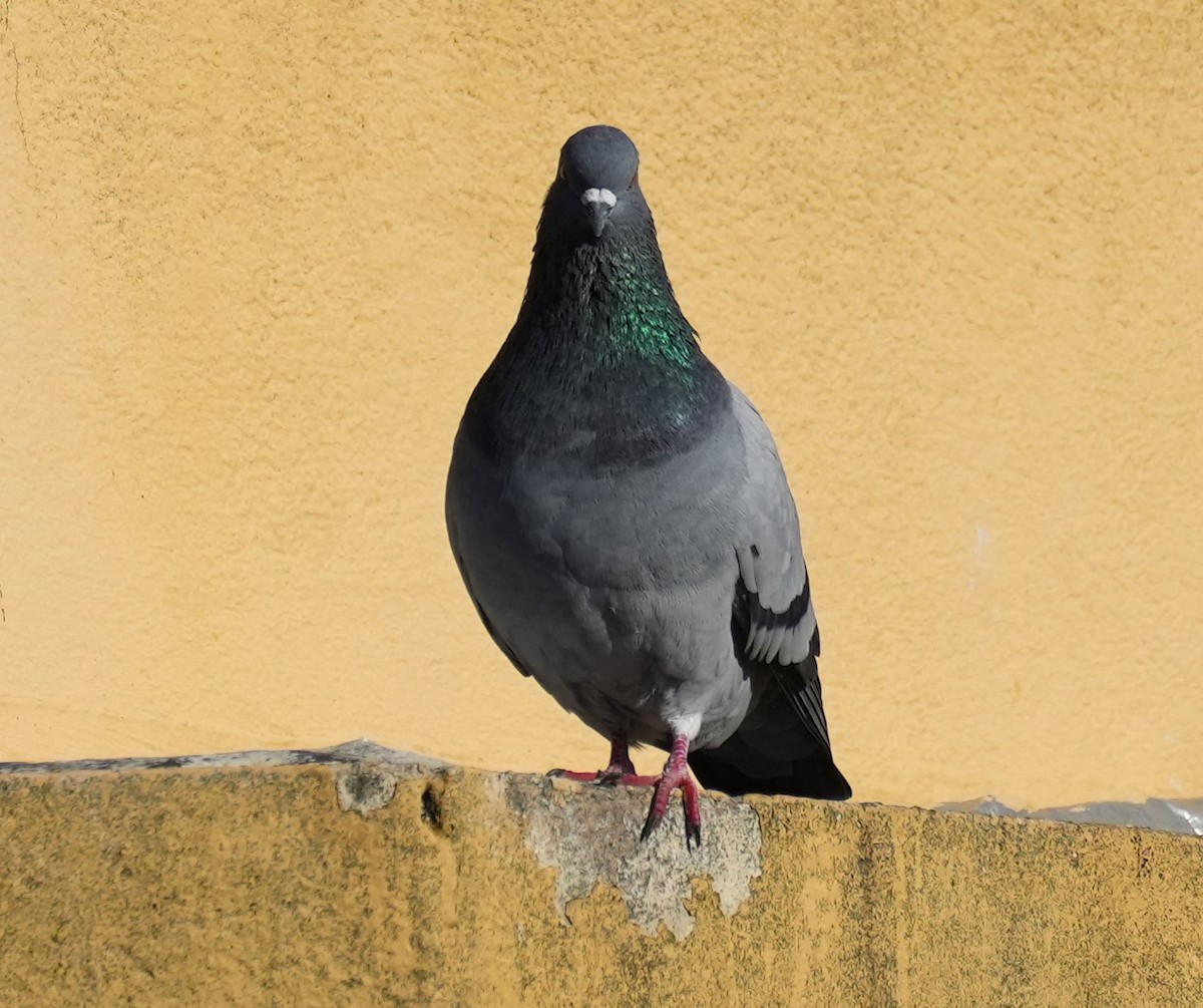 Rock Pigeon (Feral Pigeon) - ML618378219