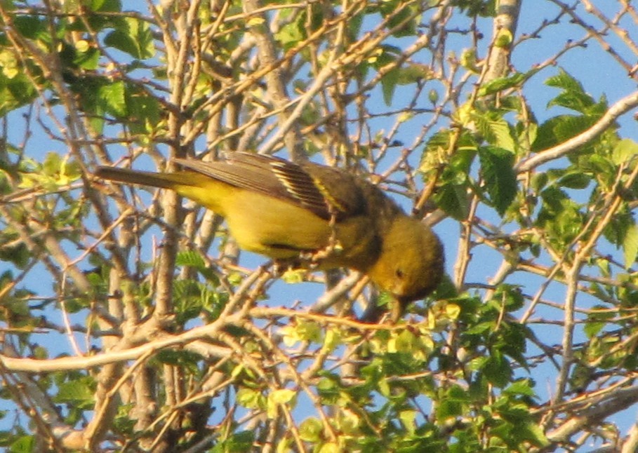 Western Tanager - ML618378241