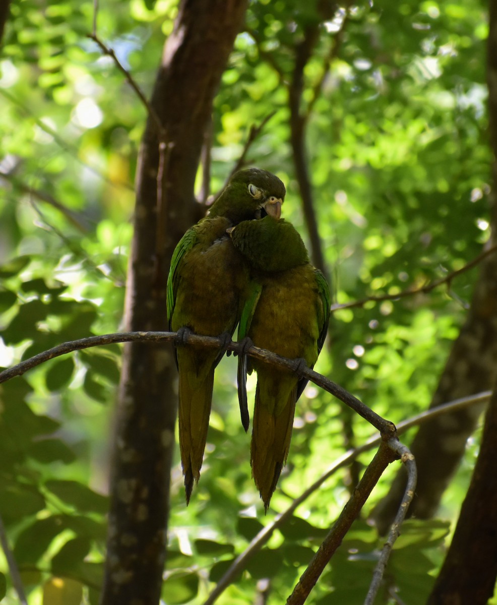 Olive-throated Parakeet - Sergio Abad Garcia