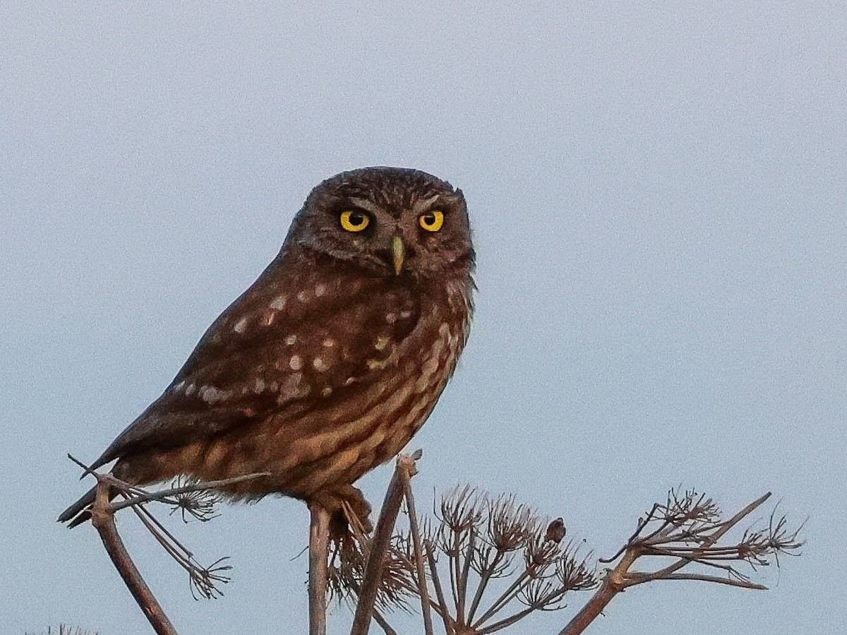 Little Owl - Muammer Ülker