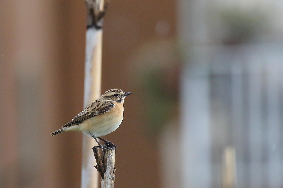 Whinchat - ML618378323