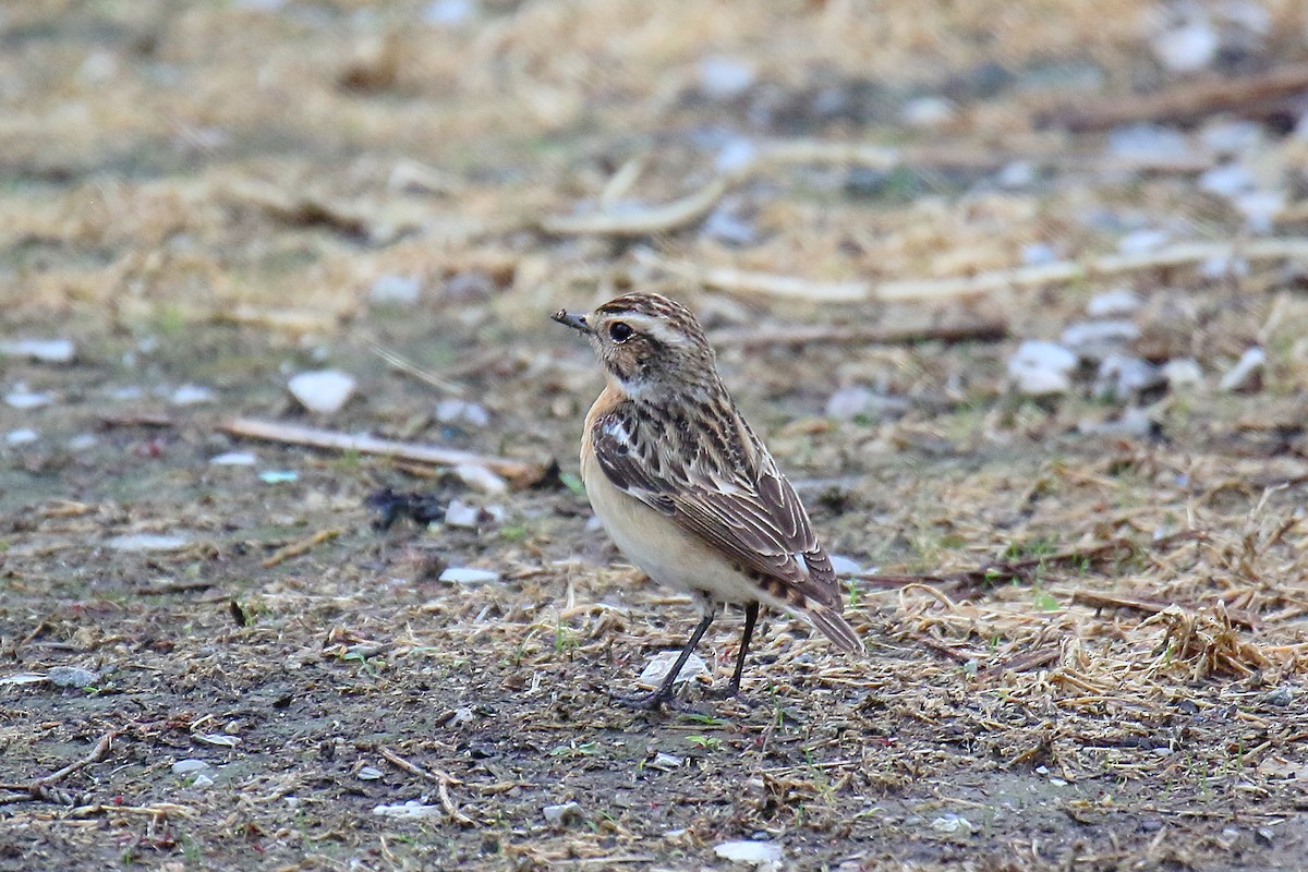 Whinchat - ML618378324