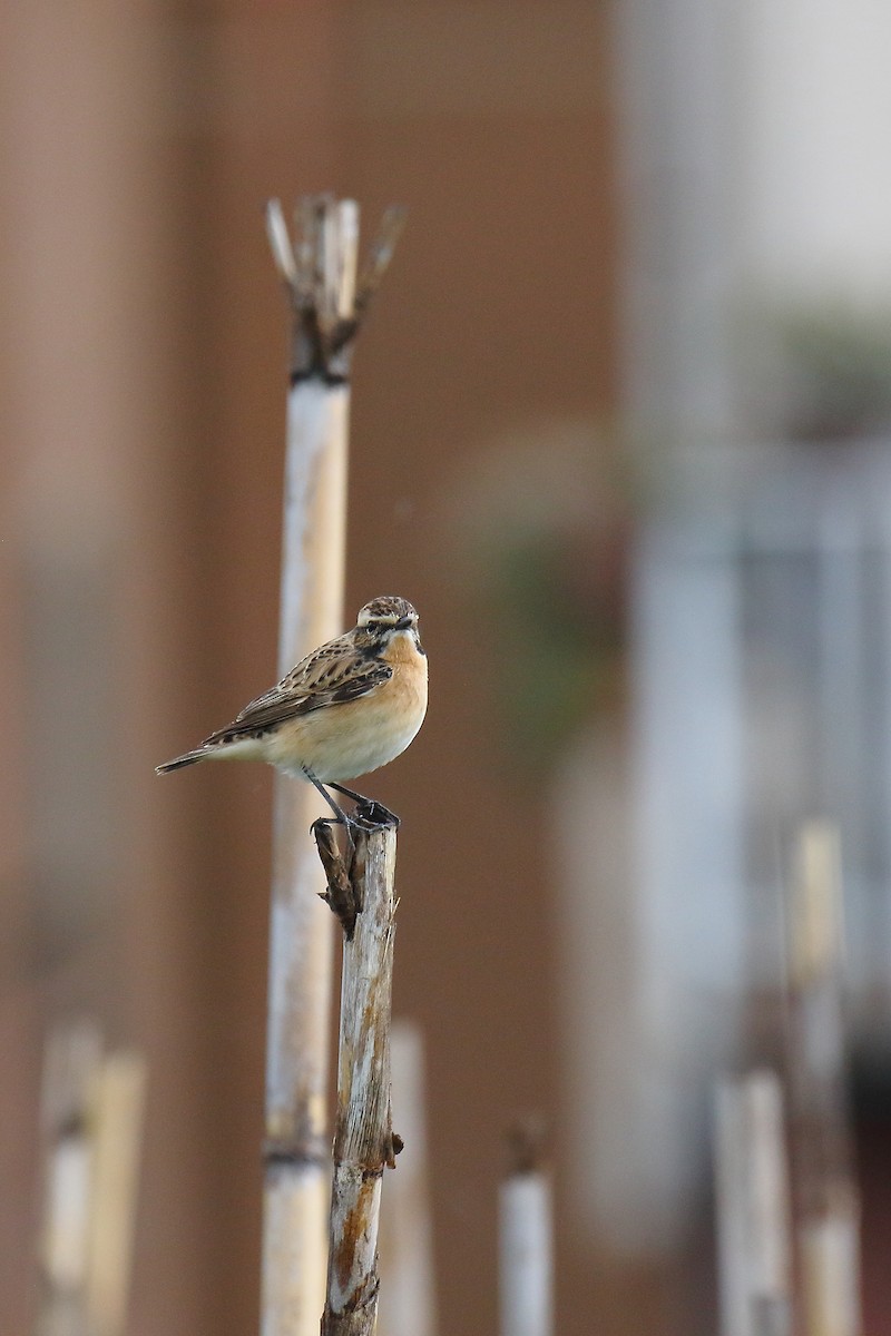 Whinchat - ML618378325