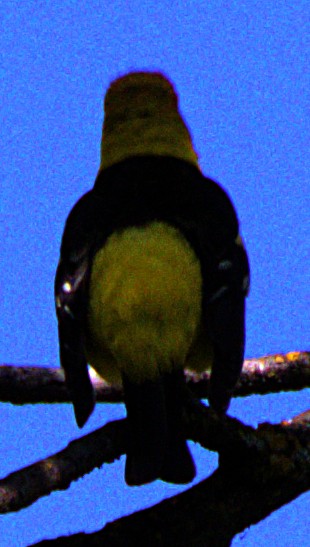 Western Tanager - ML618378330