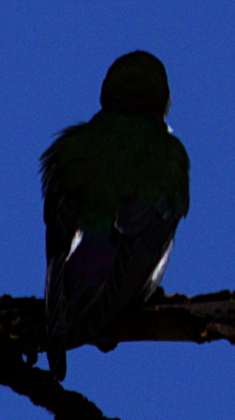 Violet-green Swallow - ML618378359