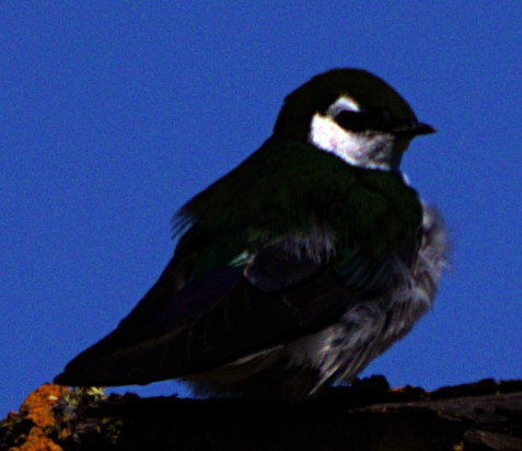 Violet-green Swallow - Andrew Melnick
