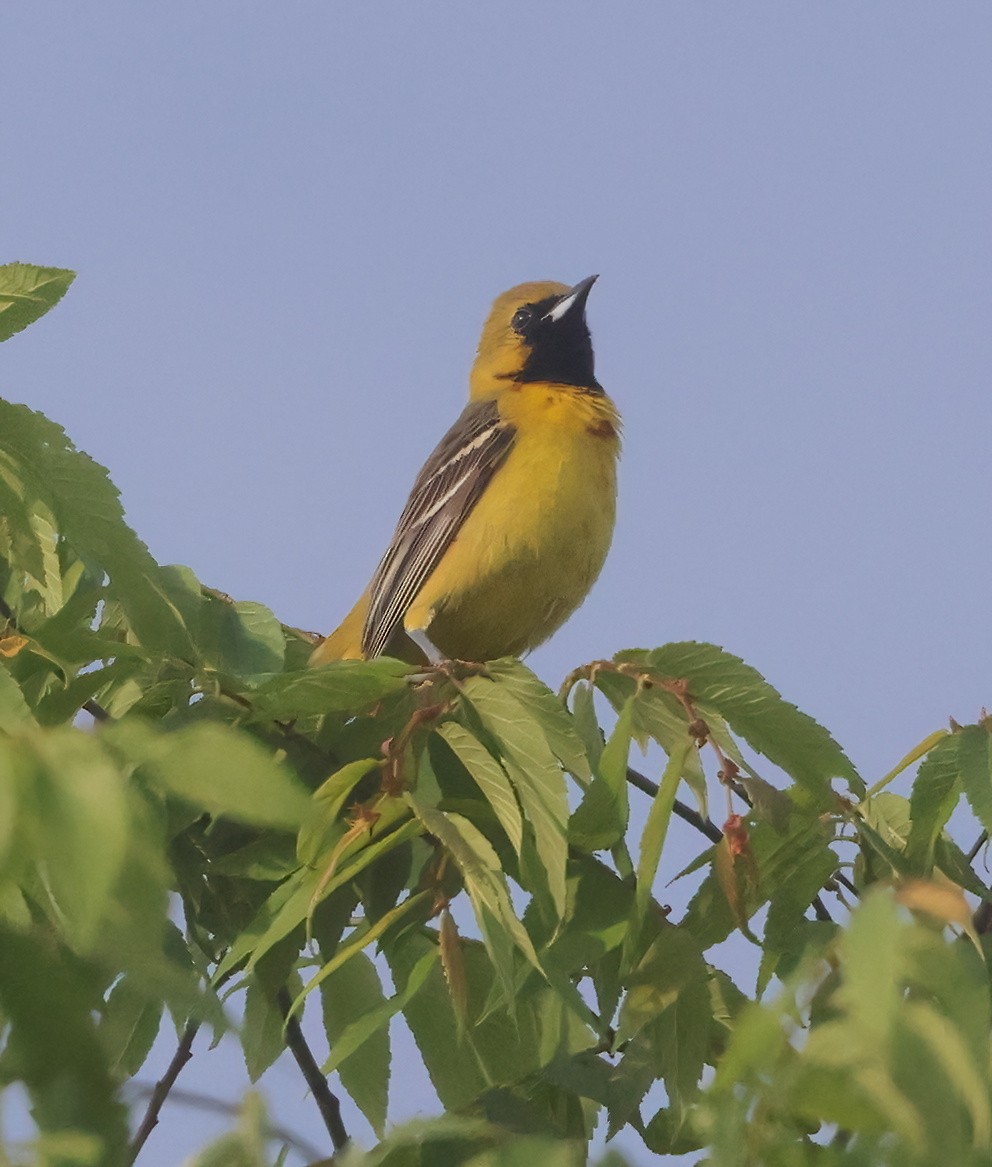 Orchard Oriole - ML618378363