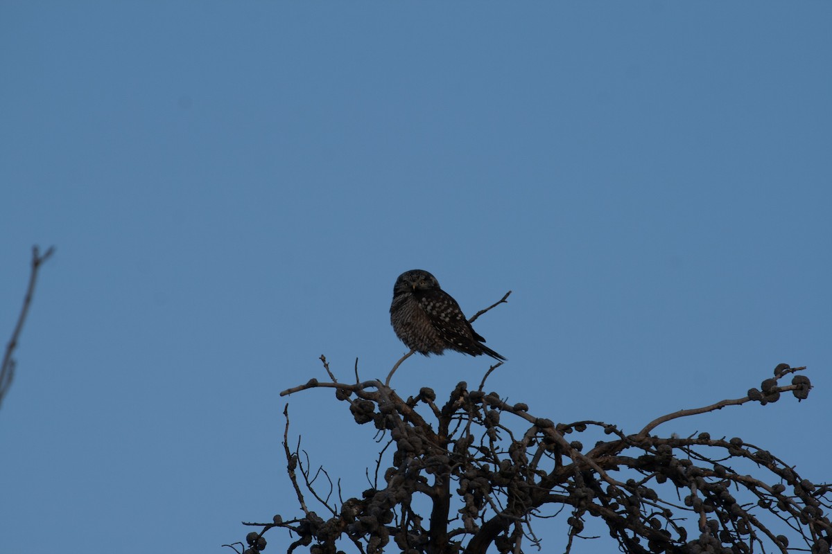 Northern Hawk Owl - ML618378372