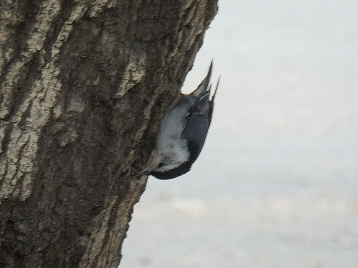 White-breasted Nuthatch - ML618378393