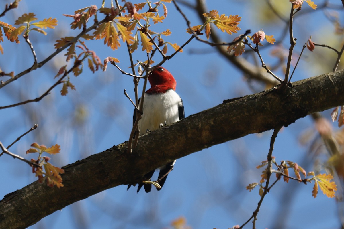 Red-headed Woodpecker - ML618378398