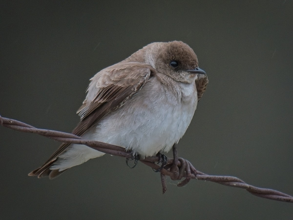 Northern Rough-winged Swallow - ML618378418