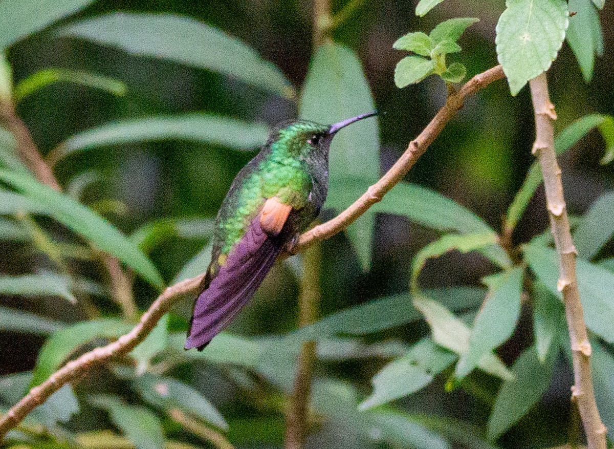 Stripe-tailed Hummingbird - ML618378434