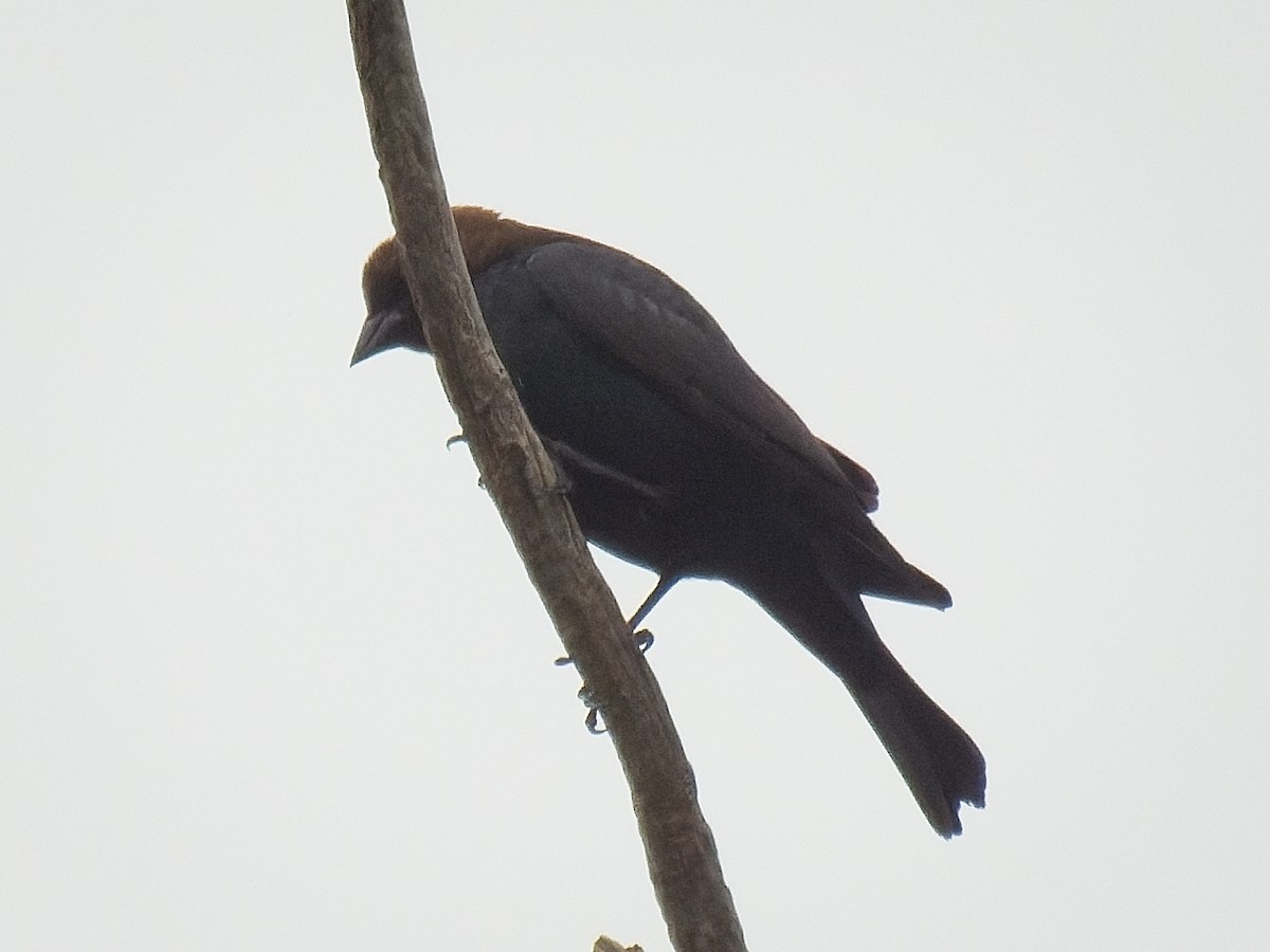 Brown-headed Cowbird - ML618378440