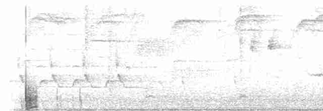 Bruant à couronne blanche (leucophrys) - ML618378490