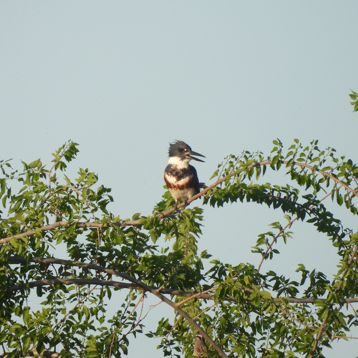 Belted Kingfisher - ML618378516