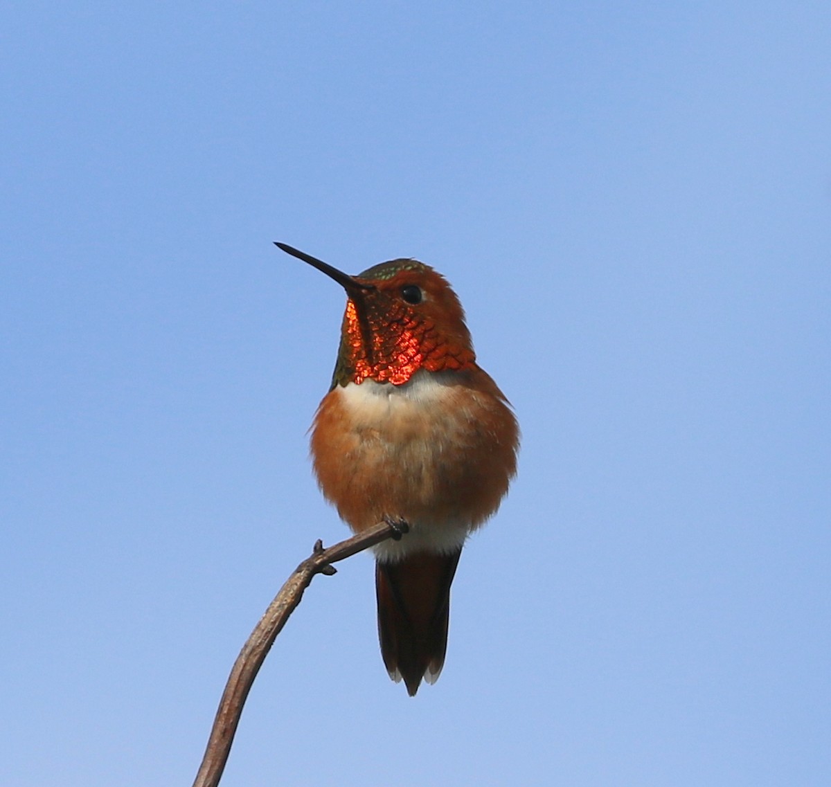 Rufous Hummingbird - ML618378535