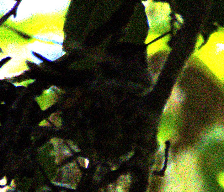 Anna's Hummingbird - ML618378542