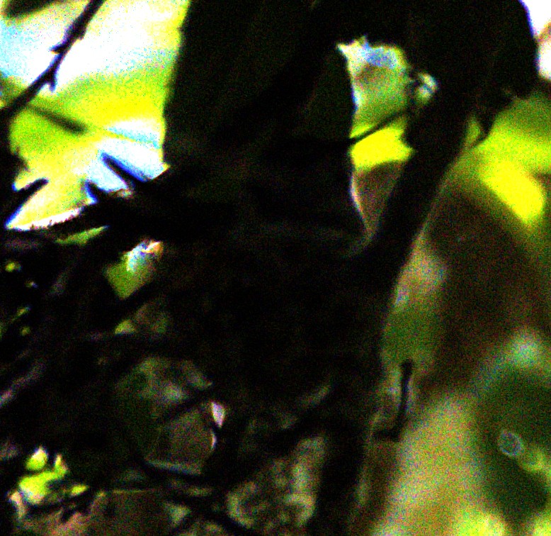 Anna's Hummingbird - ML618378543