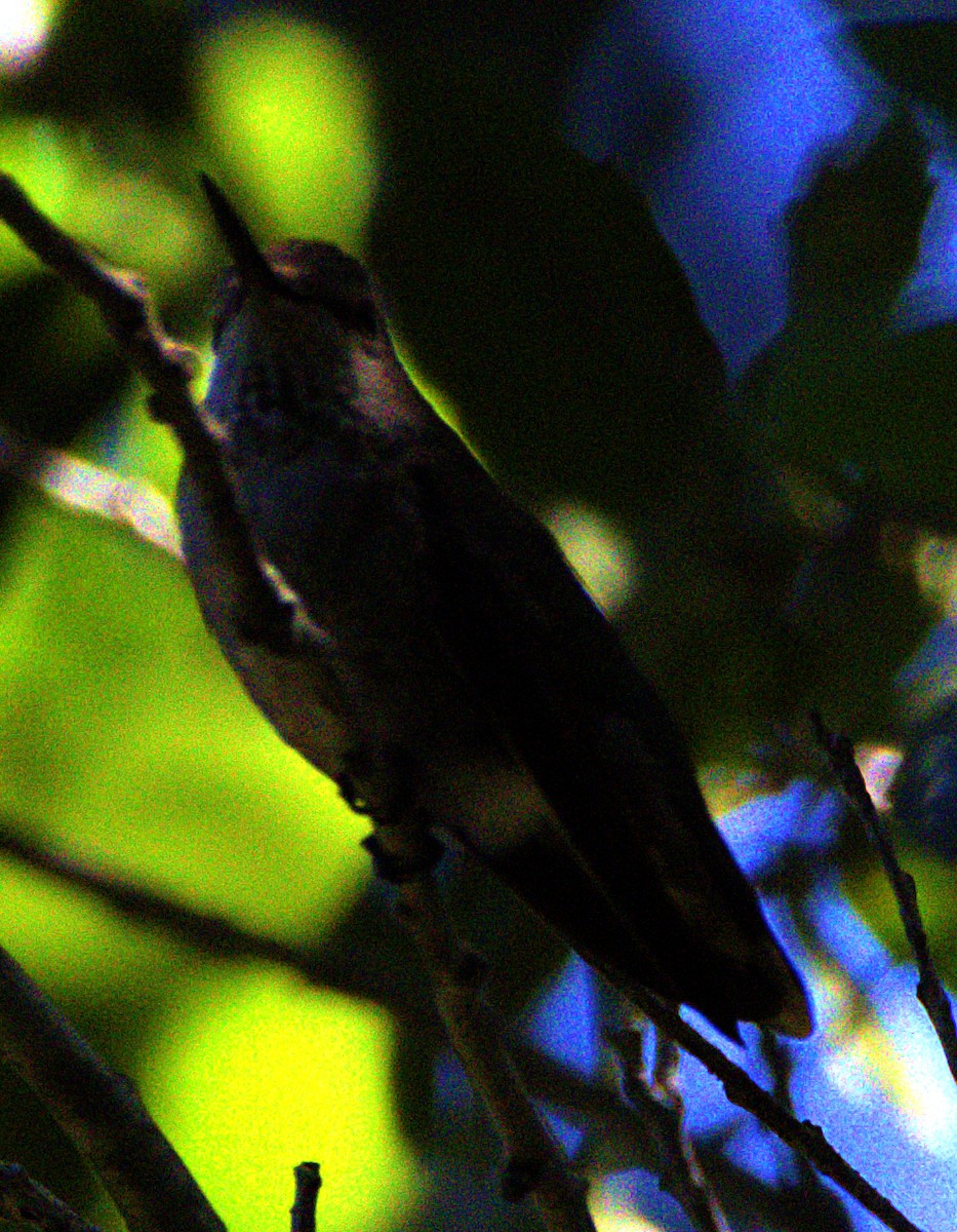 Anna's Hummingbird - ML618378544