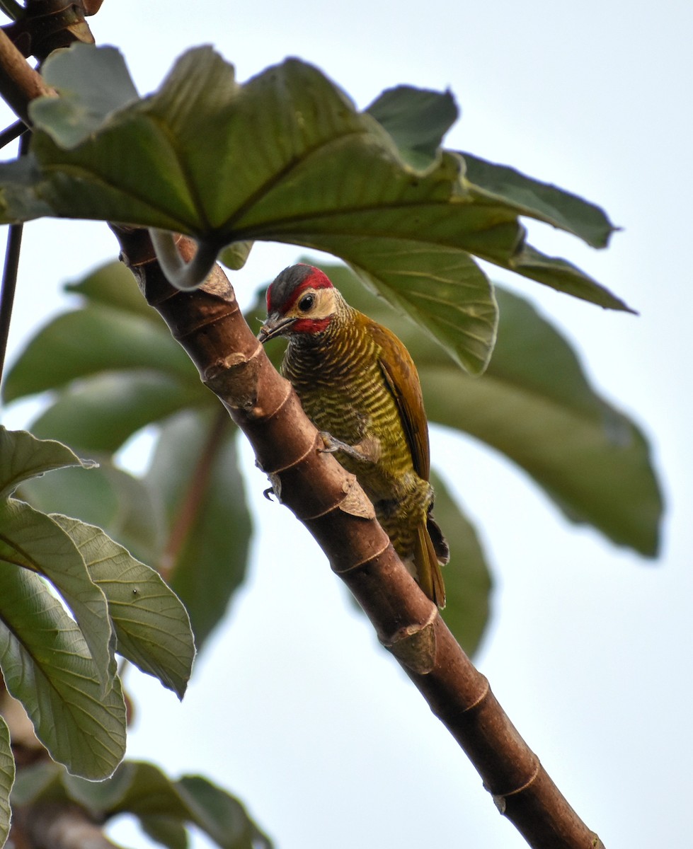 Golden-olive Woodpecker - ML618378562
