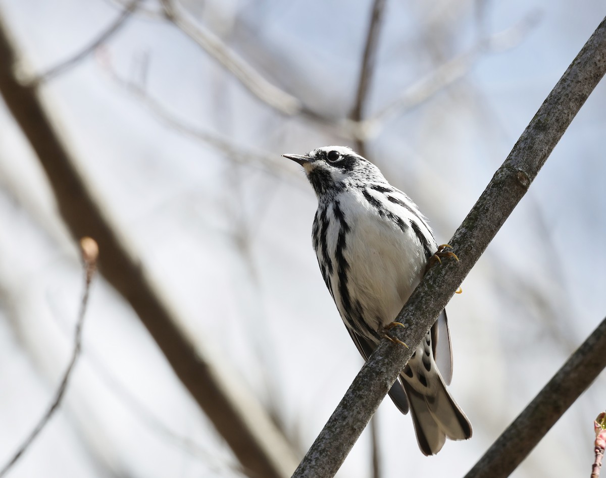 Black-and-white Warbler - ML618378580