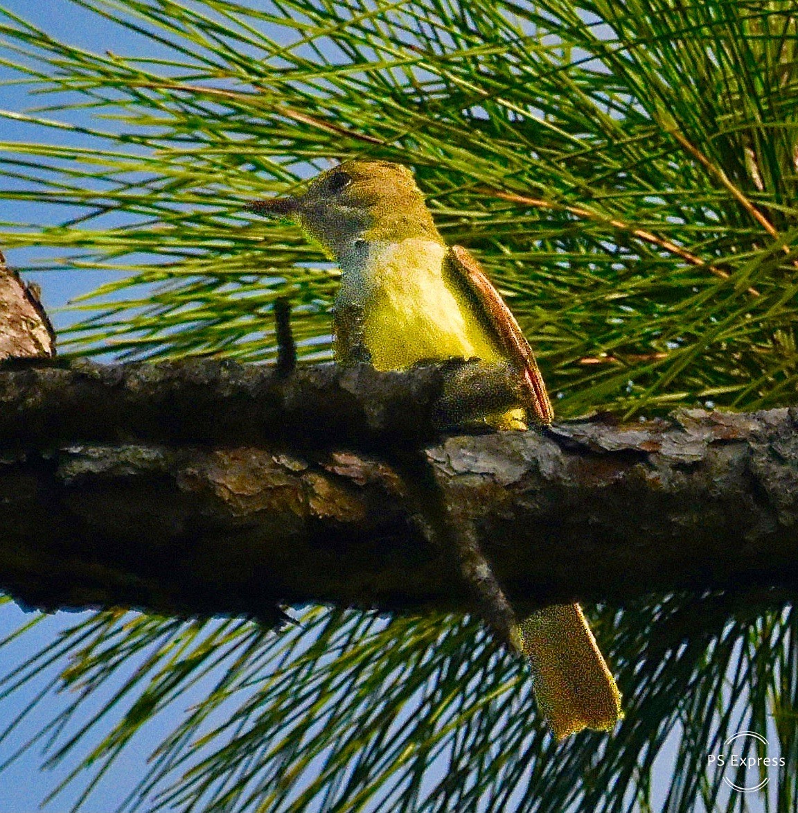 Great Crested Flycatcher - ML618378593