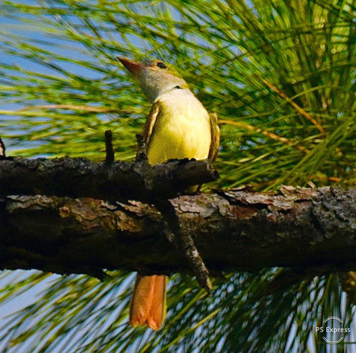 Great Crested Flycatcher - ML618378594