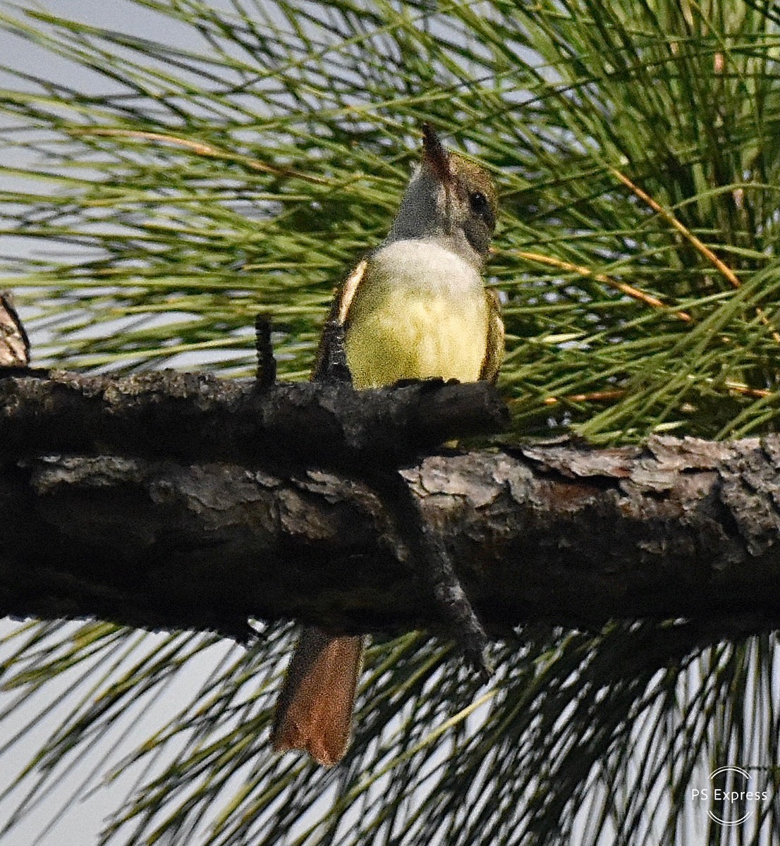 Great Crested Flycatcher - ML618378595