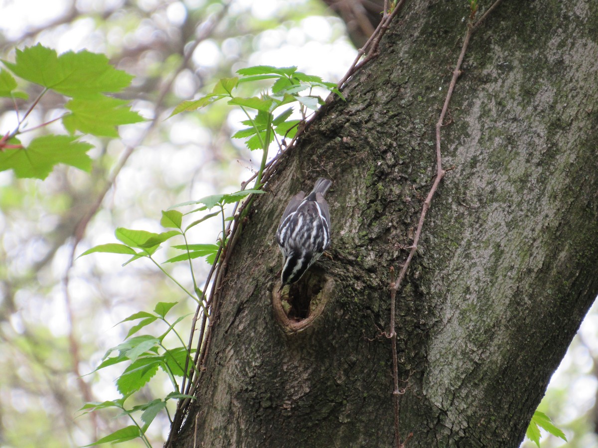 Black-and-white Warbler - ML618378607