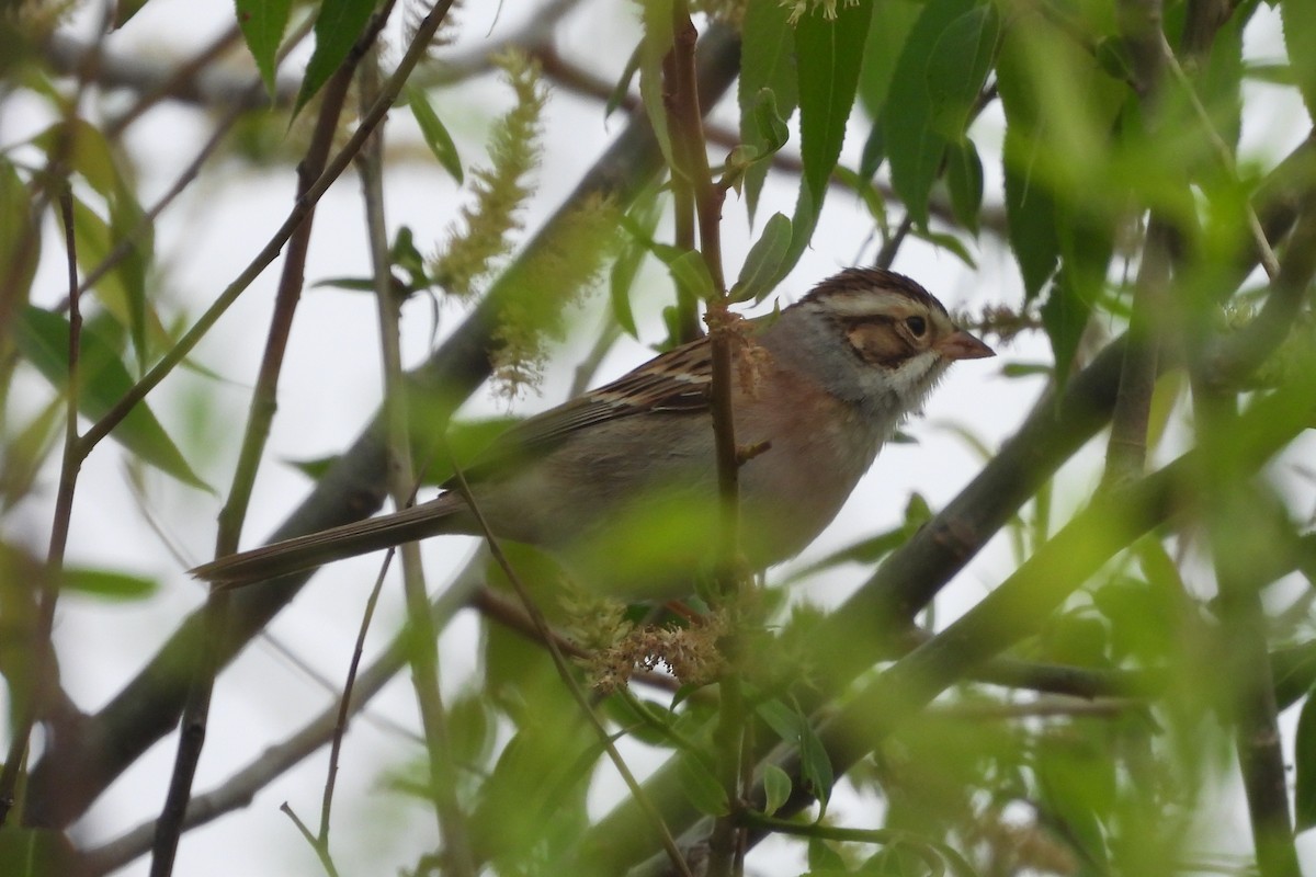 Clay-colored Sparrow - ML618378621