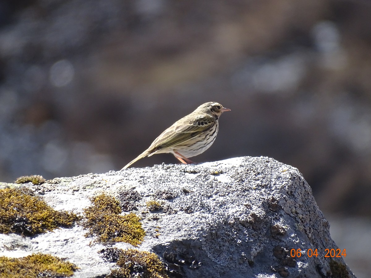 Olive-backed Pipit - ML618378665