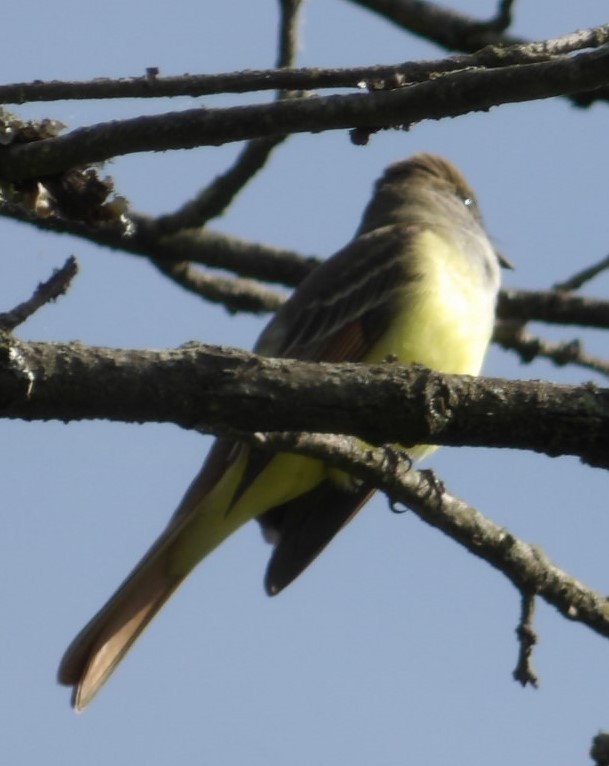 Great Crested Flycatcher - ML618378745