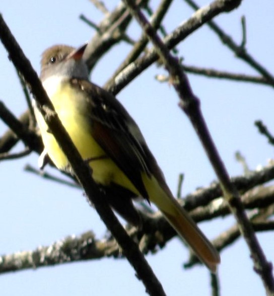 Great Crested Flycatcher - ML618378746