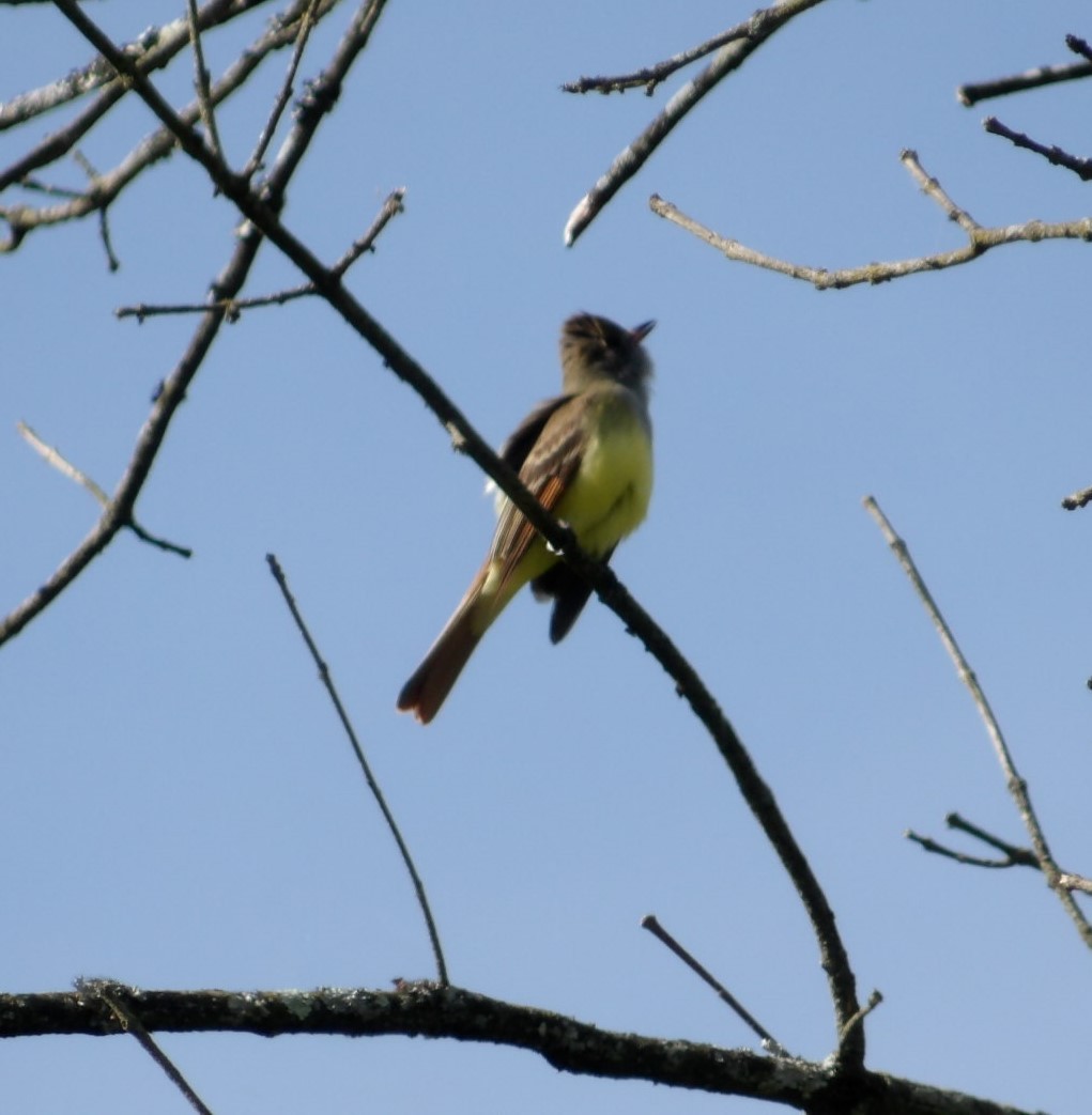 Great Crested Flycatcher - ML618378747