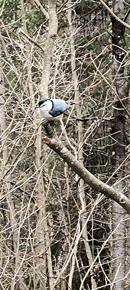 White-breasted Nuthatch - ML618378759