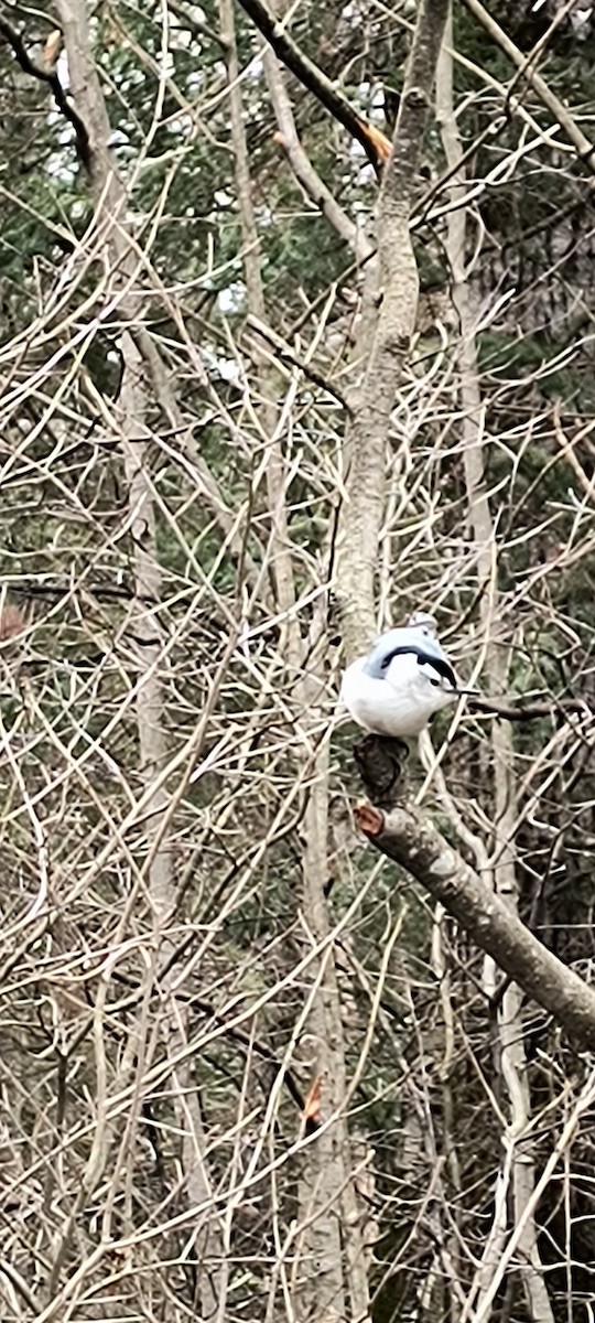 White-breasted Nuthatch - ML618378760