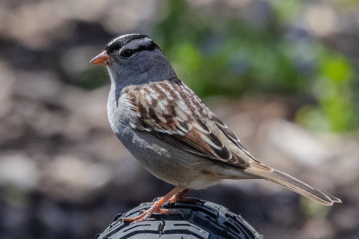 White-crowned Sparrow - ML618378797