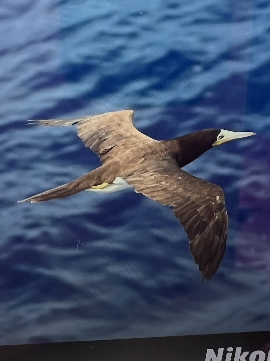 Brown Booby - ML618378803