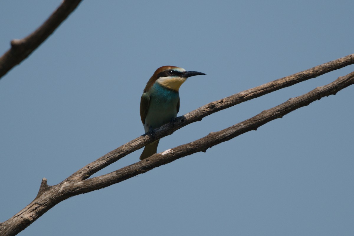European Bee-eater - ML618378813