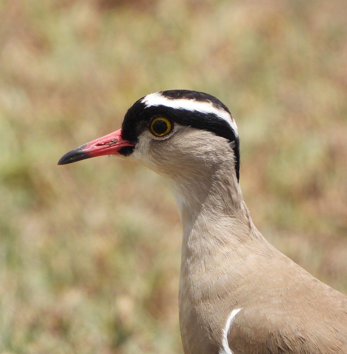 Crowned Lapwing - ML618378827