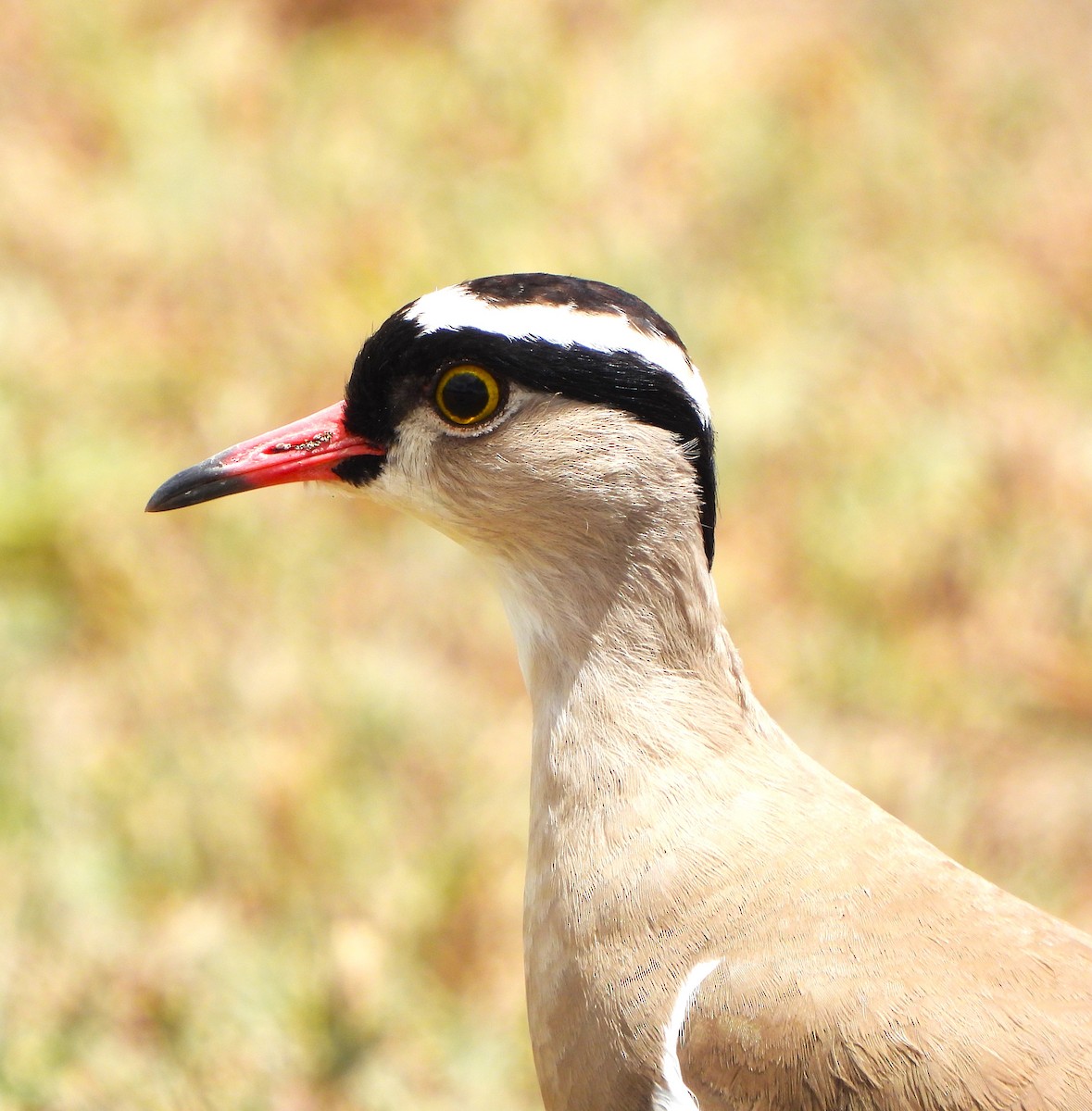 Crowned Lapwing - ML618378828
