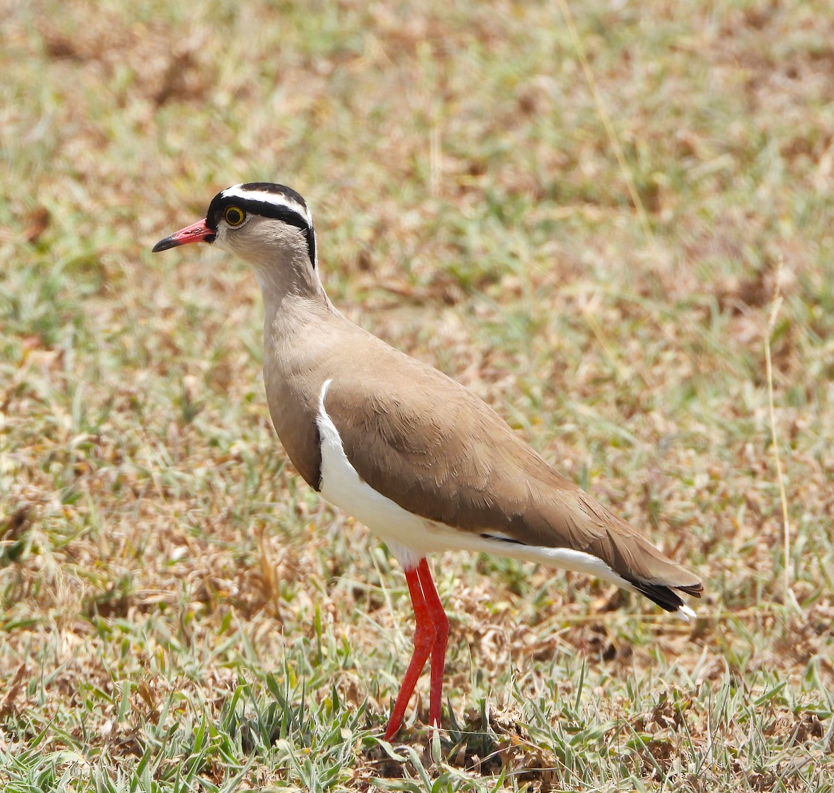 Crowned Lapwing - ML618378829