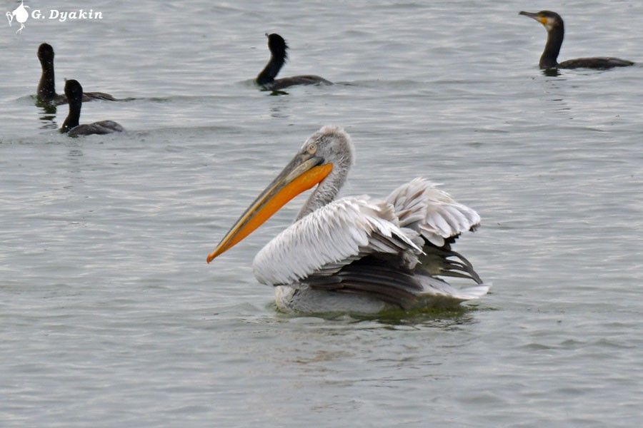 pelikán kadeřavý - ML618378839