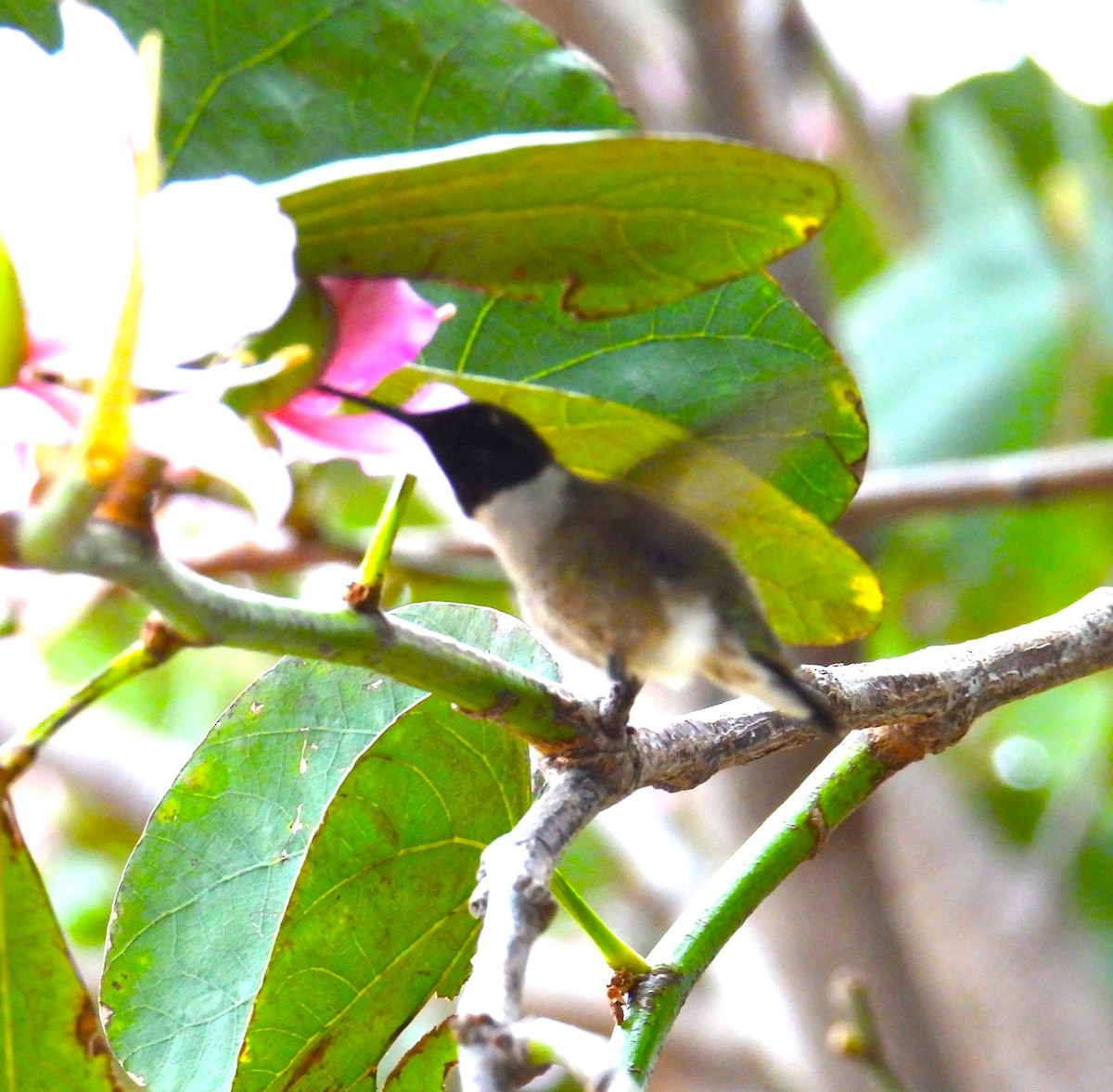 Black-chinned Hummingbird - ML618378875