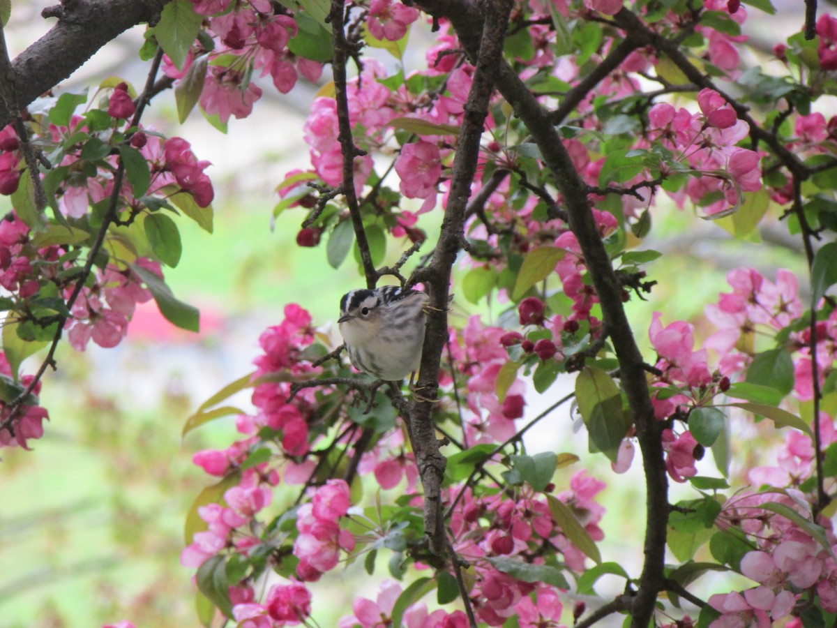 Black-and-white Warbler - ML618378885