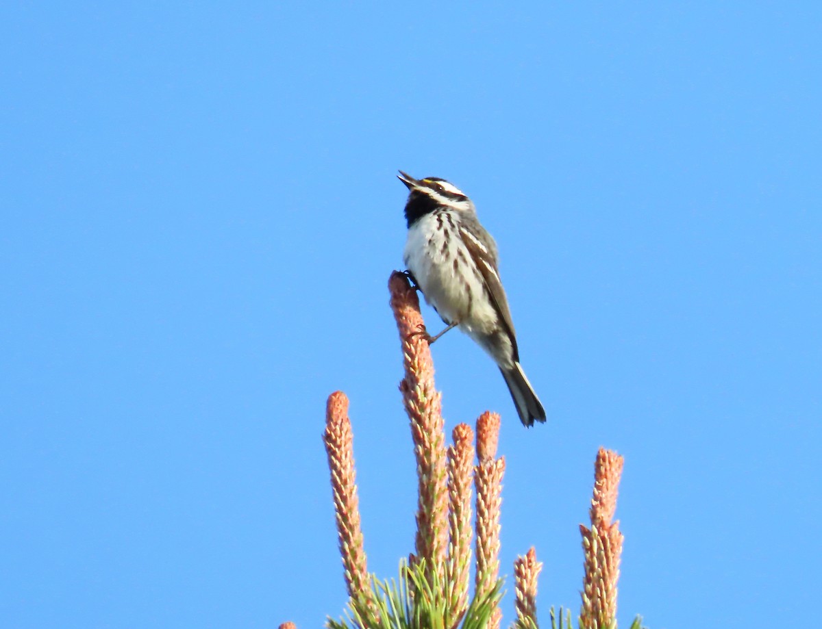 Black-throated Gray Warbler - ML618378906
