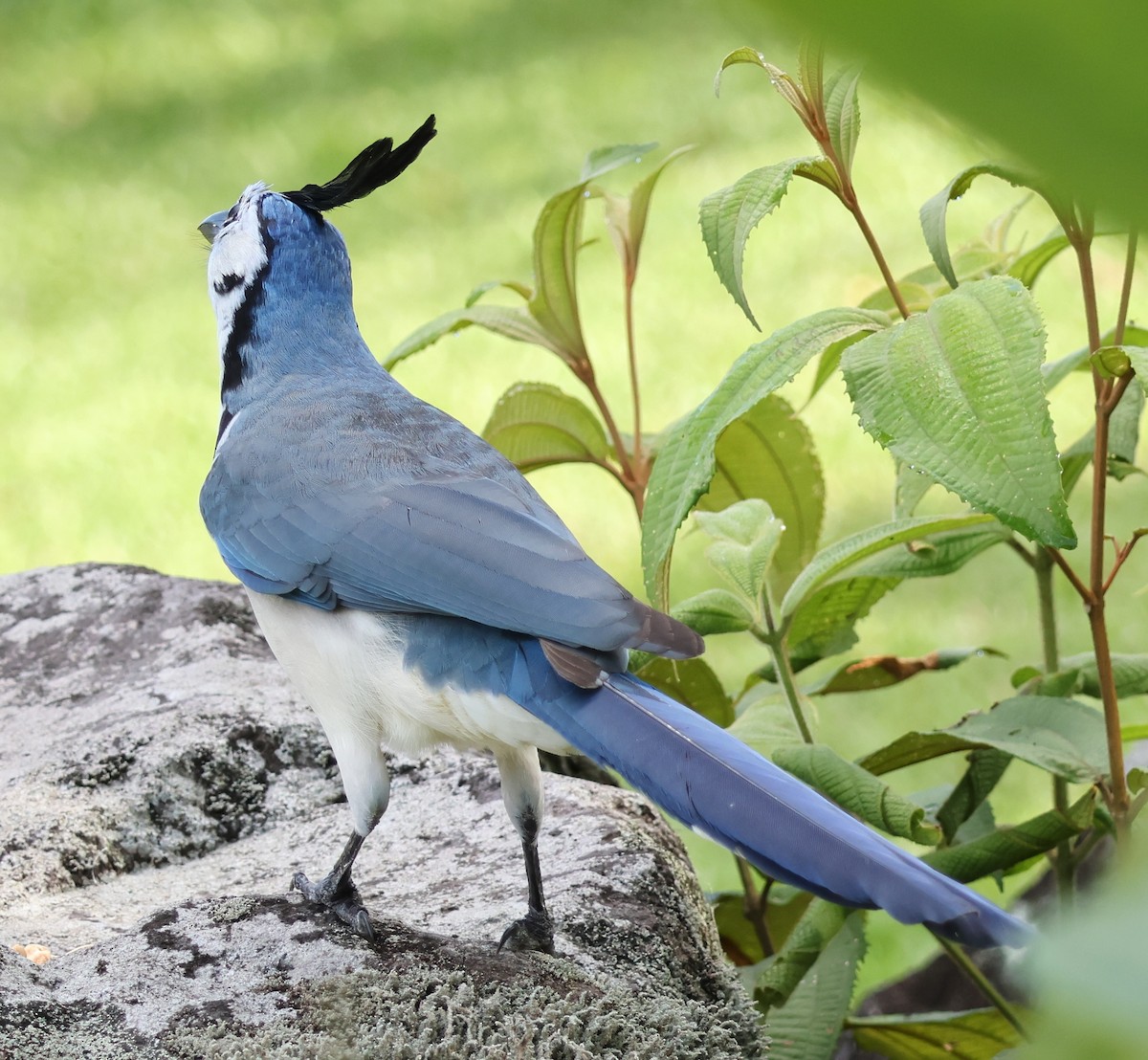 White-throated Magpie-Jay - ML618378913
